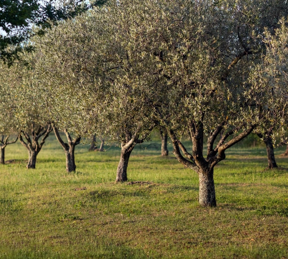 Origen y características del olivo Sikitita